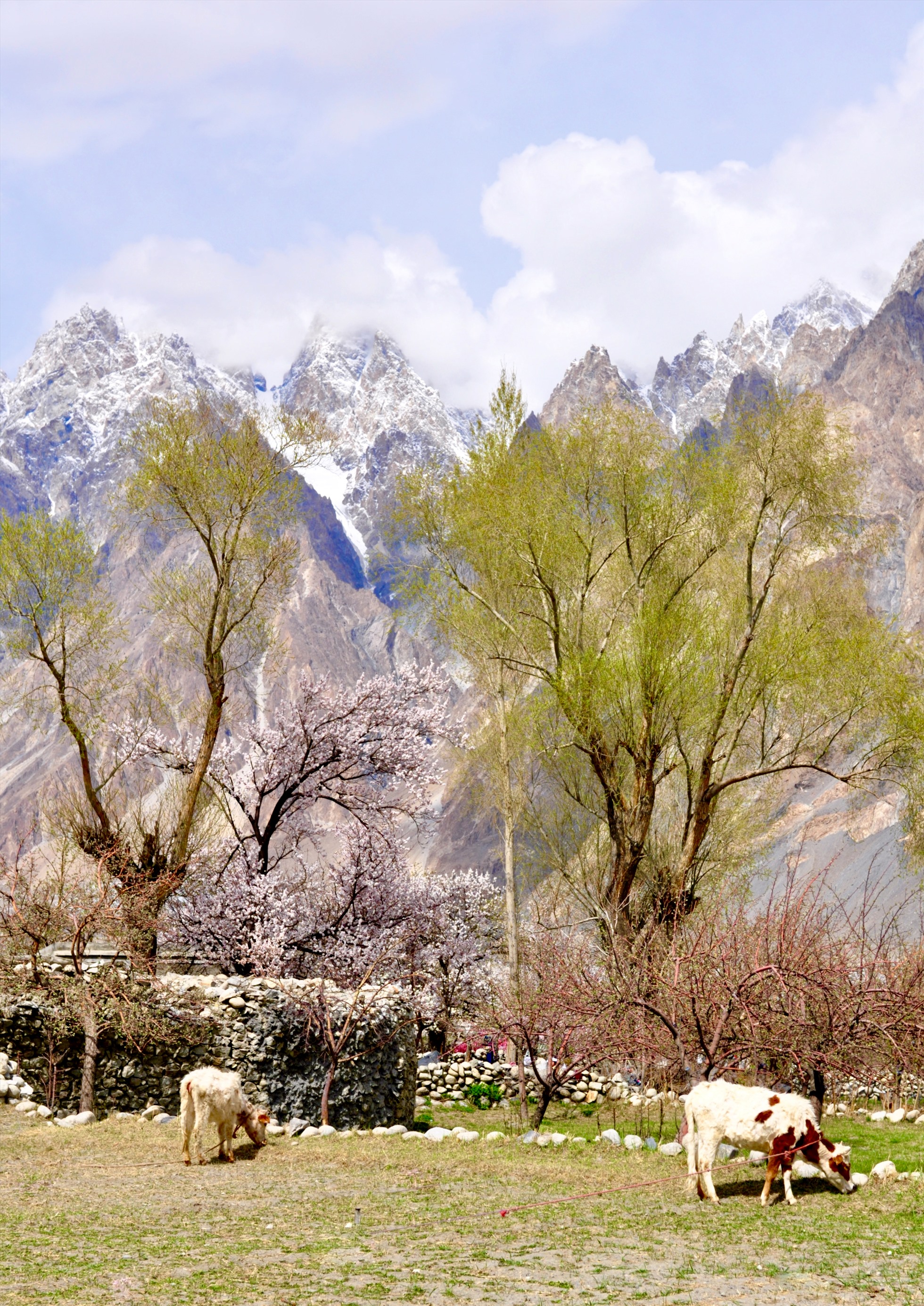 Khung cảnh thiên nhiên ở Hunza mùa này thường được ví như “Thụy Sĩ trong lòng Pakistan” bởi đồng cỏ xanh, sắc hoa nở dịu dàng giữa bốn bề núi tuyết hùng vĩ.