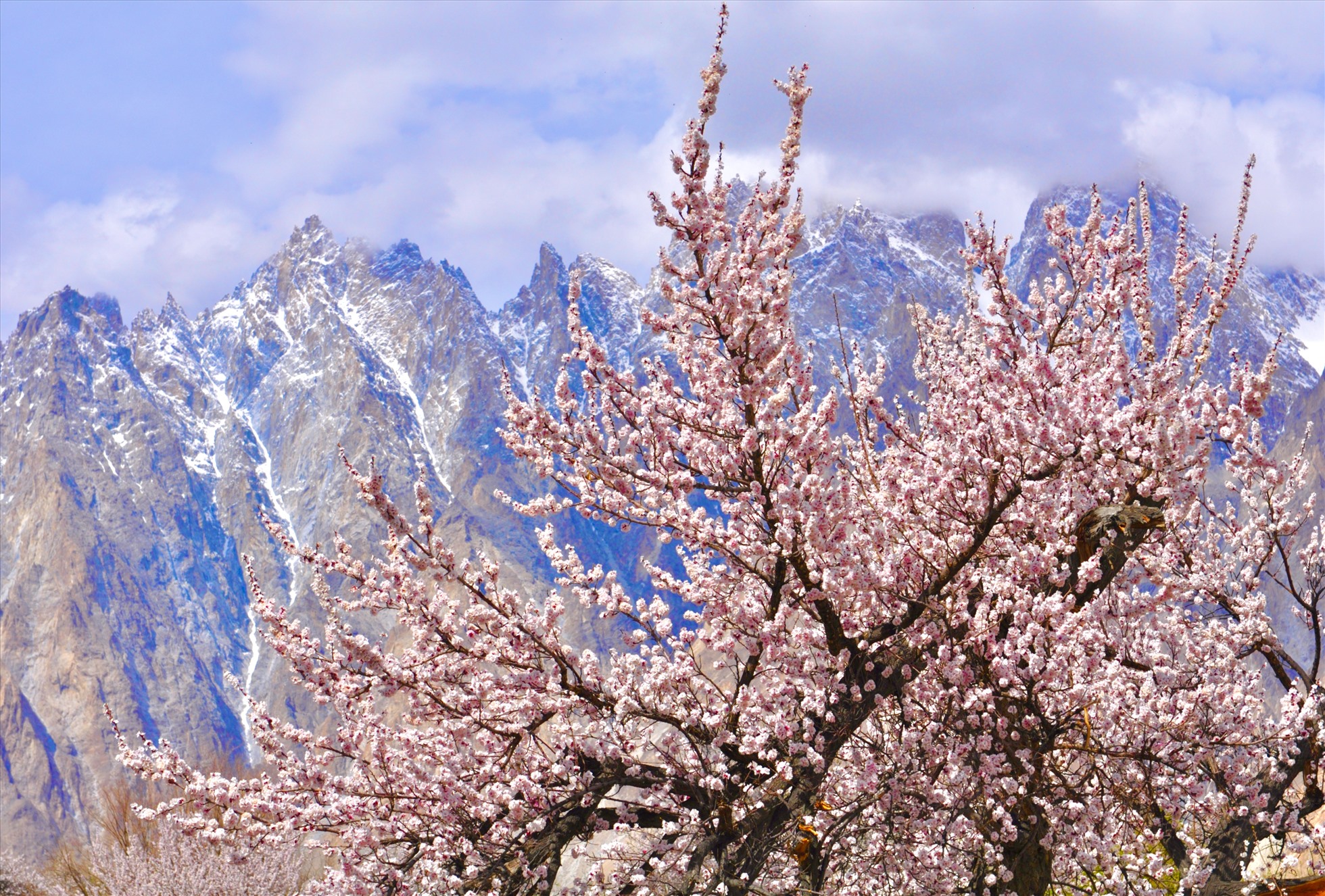 Mùa xuân và mùa thu là thời điểm tuyệt vời để du khách khắp nơi đổ về Hunza chiêm ngưỡng thung lũng hoa bao quanh bởi những ngọn núi tuyết cao 5.000 - 7.000 m.
