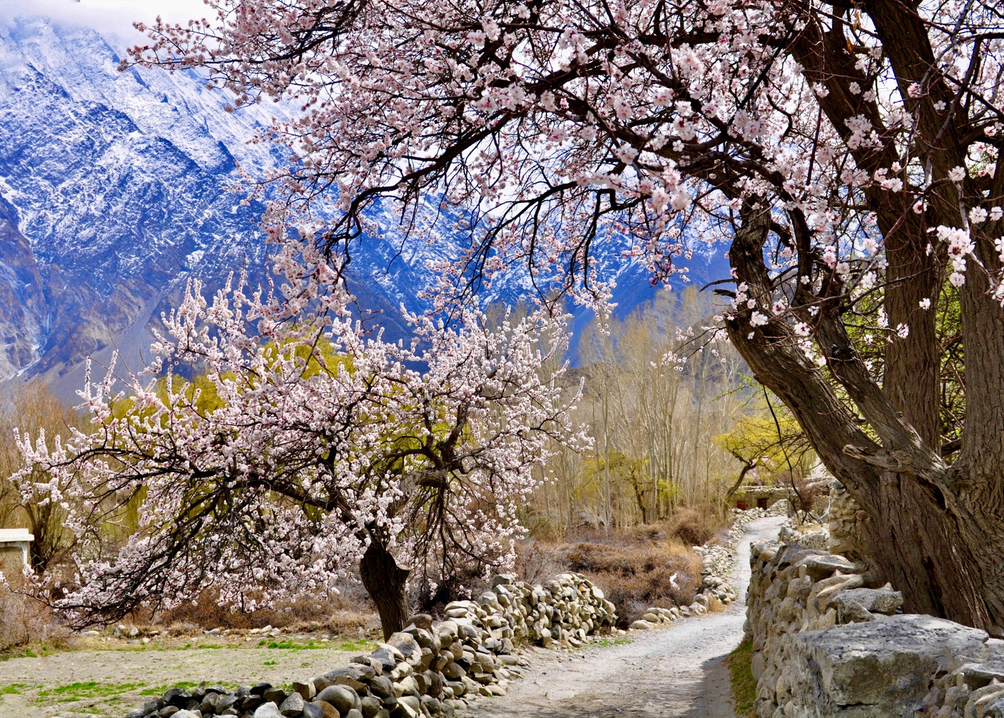Từ khoảng giữa tháng 3 đến giữa tháng 4, đến Hunza du khách sẽ choáng ngợp bởi hoa anh đào, táo và hoa mơ bung nở đủ màu sắc, khung cảnh đẹp như được lạc vào xứ sở thần tiên trong truyện cổ tích.