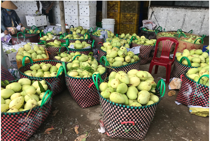 Đặc sản xoài quý tử Bến Tre. Ảnh: Bộ Công Thương