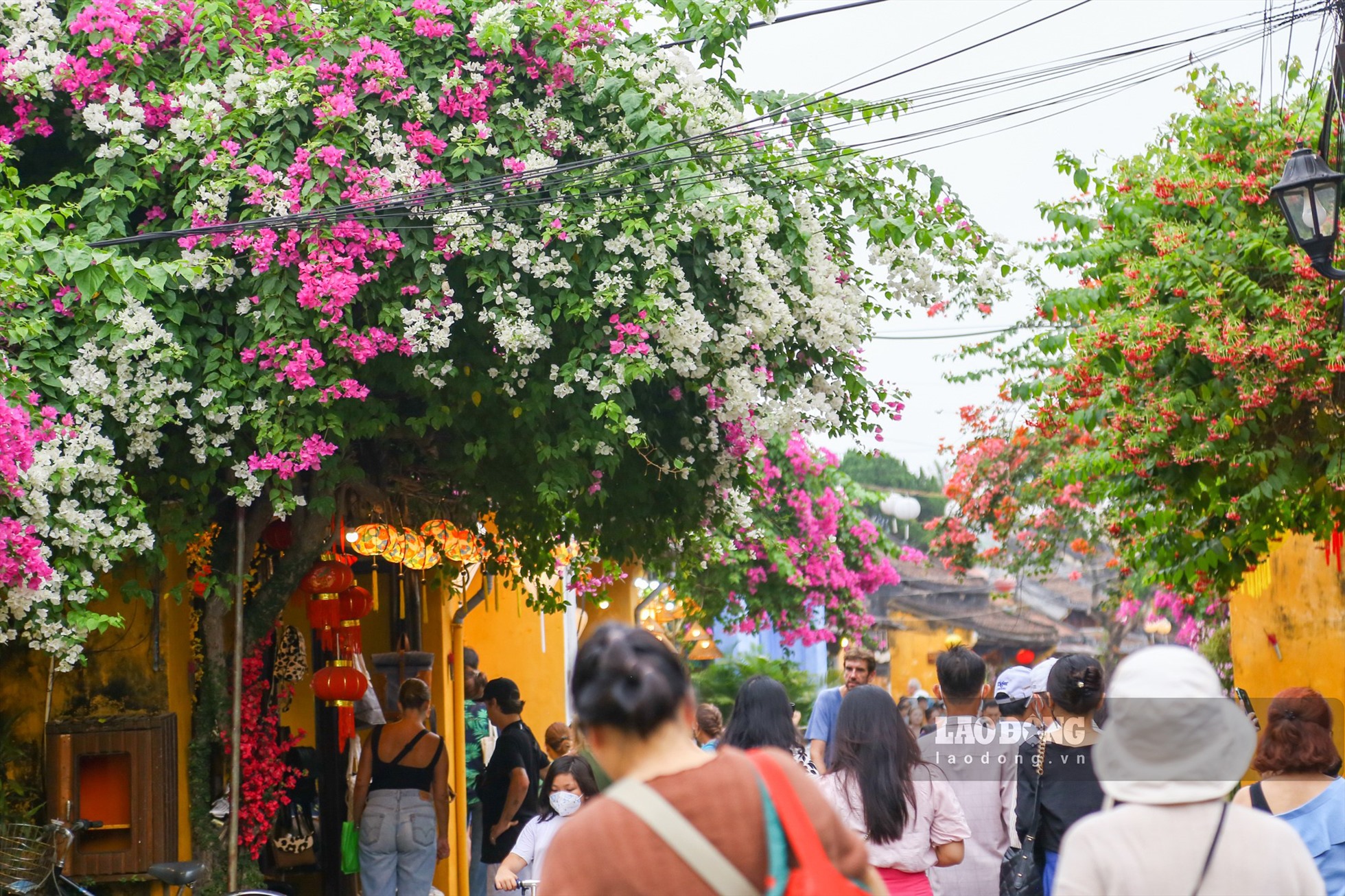 Những ngày đầu hạ tháng 4, nhiều hàng hoa giấy, hoa sử quân tử rực rỡ trong nắng khắp các nẻo đường để tô thắm thêm vẻ đẹp của phố cổ Hội An.