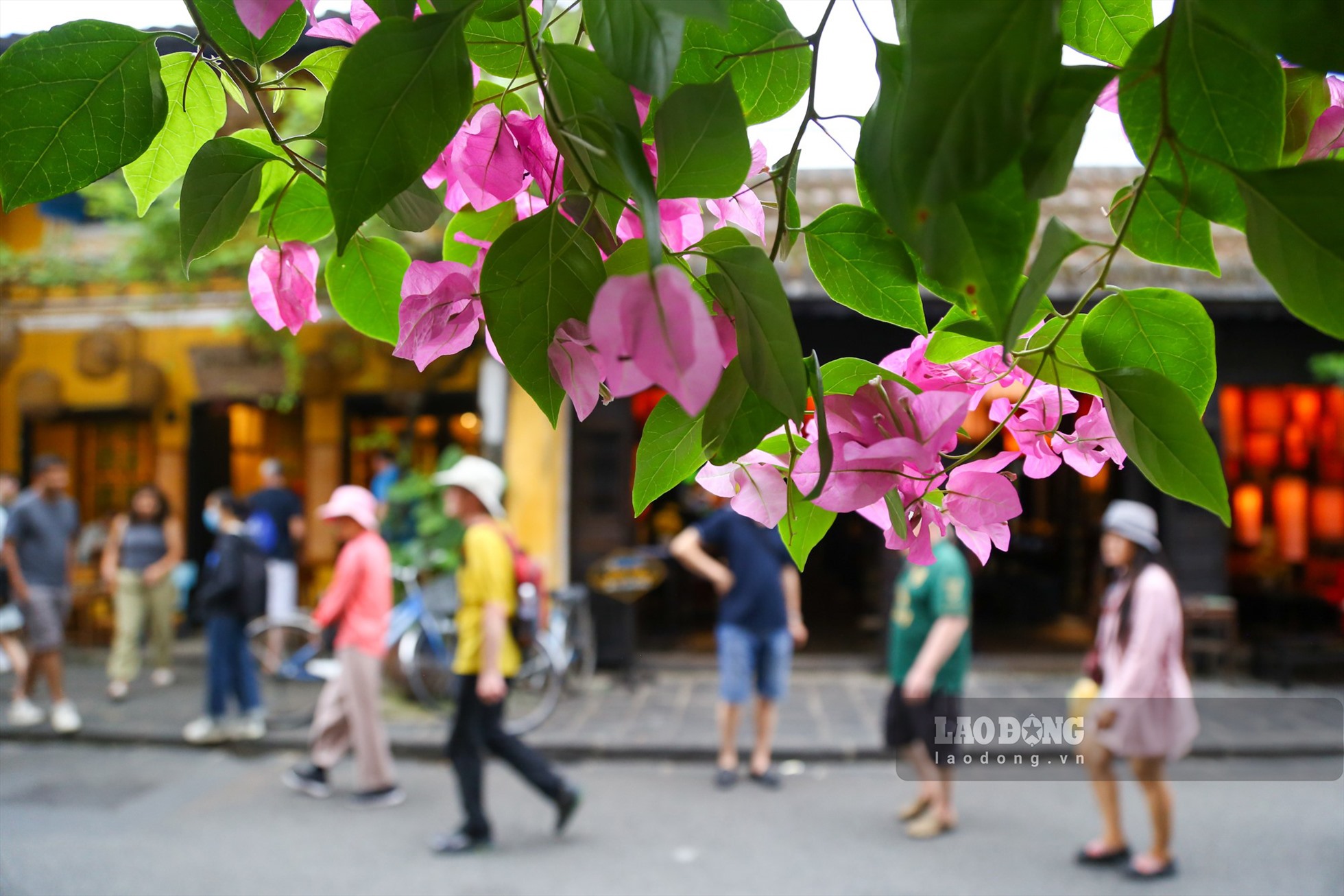 Dù hoa giấy không hương thơm dạt dào song lại đầy màu sắc. Chính vẻ mộc mạc dịu nhẹ của loài hoa này đã níu chân biết bao du khách gần xa.