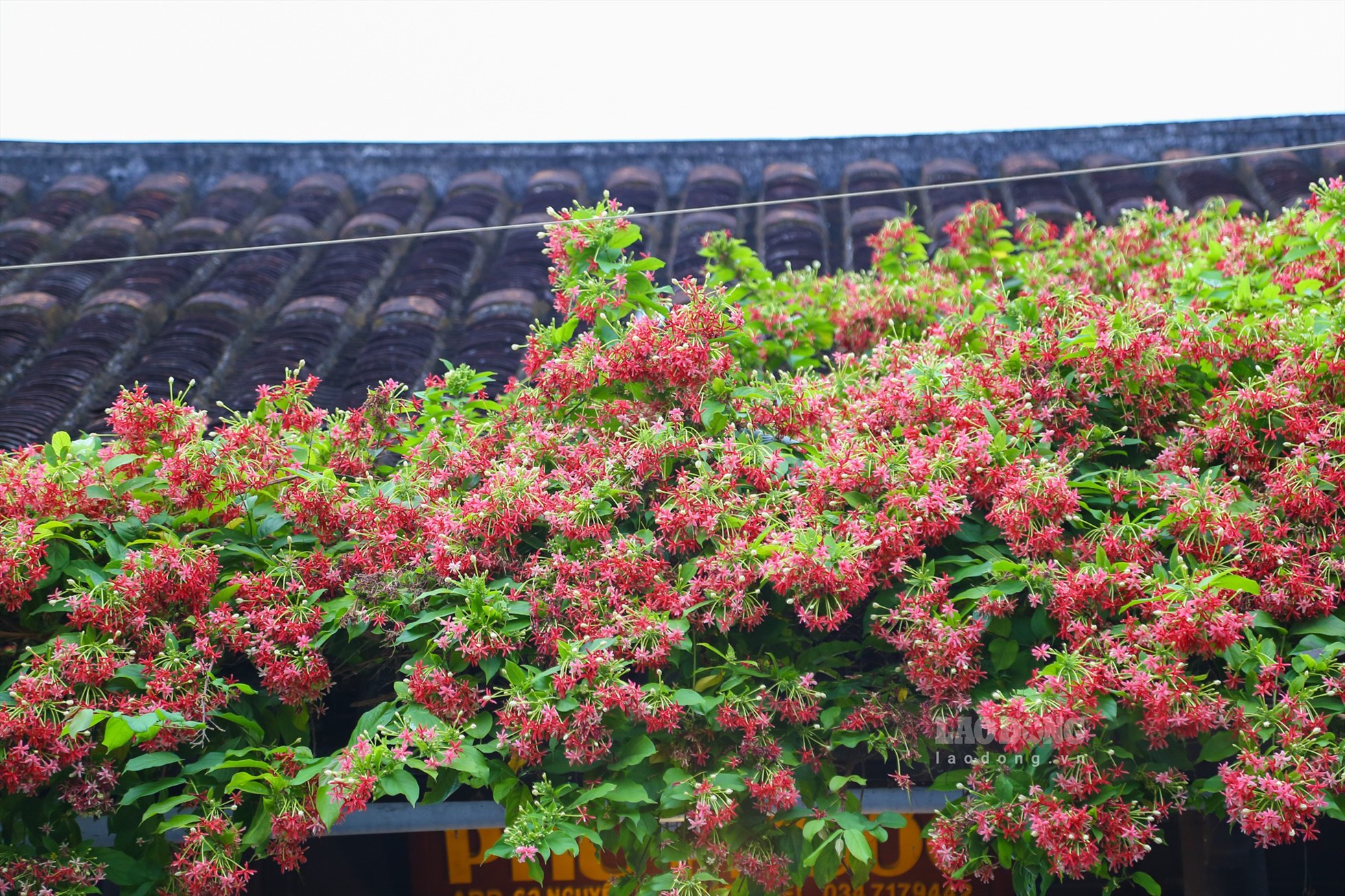 Ngoài hoa giấy, hoa sử quân tử cũng đang bung sắc trước nhiều hiên nhà phố Hội.