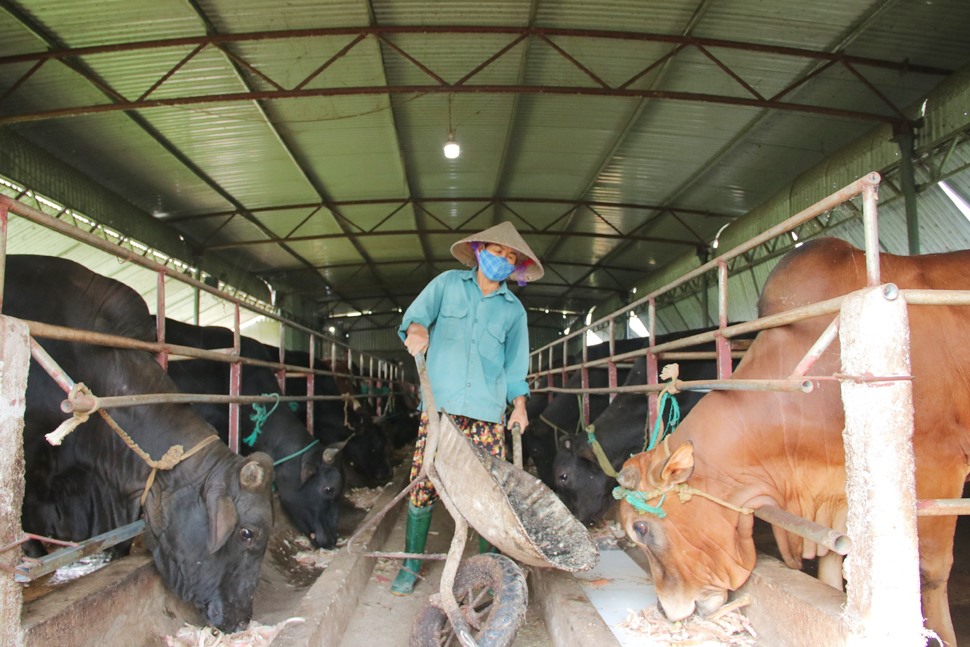 Mô hình nuôi bò 3B đang cho hiệu quả kinh tế cao cho HTX nuôi bò Đồng Môn. Ảnh: Trần Tuấn.