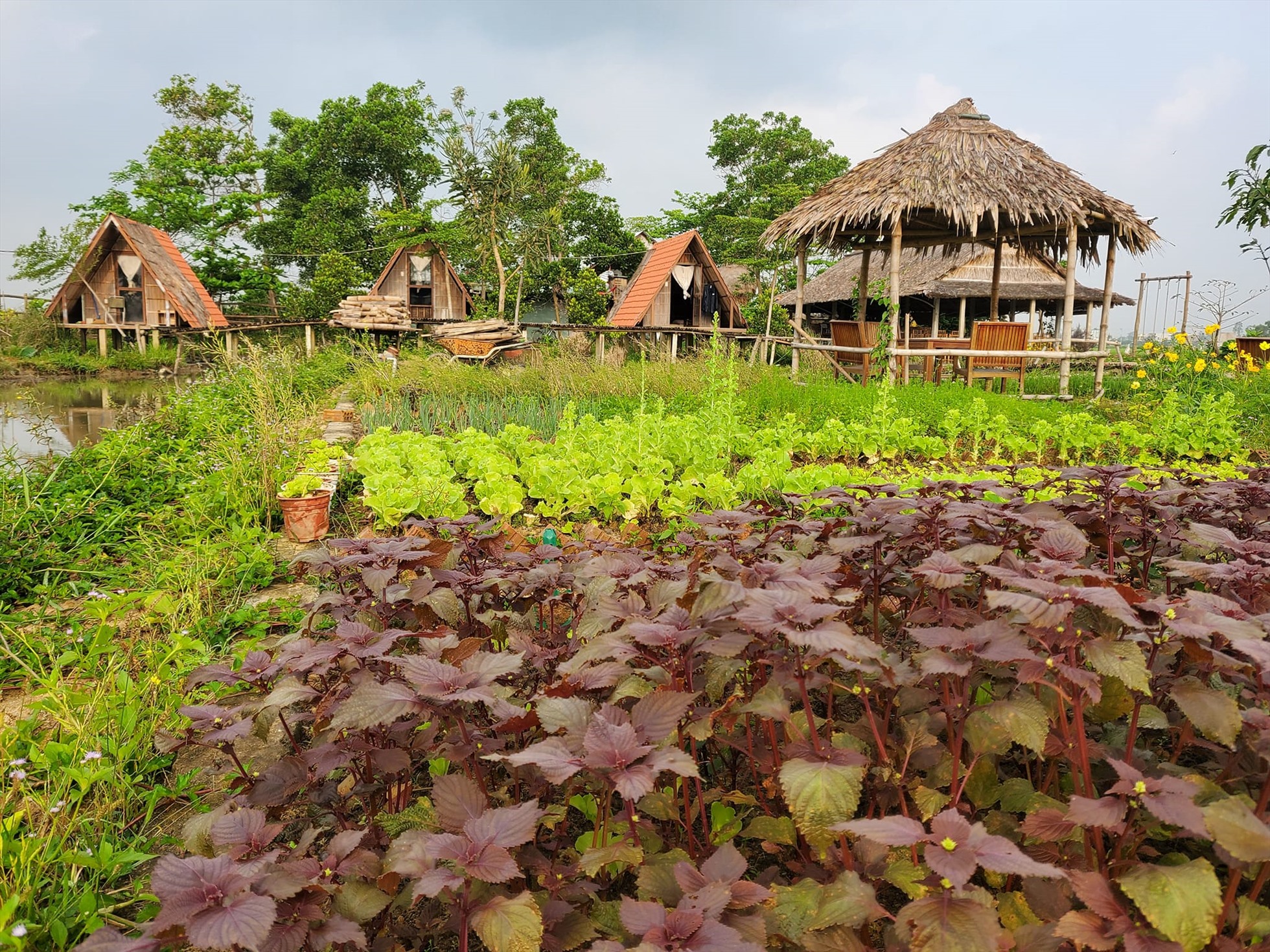 Lò gạch cũ Hội An được phát triển theo mô hình du lịch nông trại (farmstay) khá mới mẻ ở Việt Nam. Theo đó, du khách khi đến đây sẽ được hóa thân thành nông dân thực thụ khi được tham quan, trải nghiệm công việc nông nghiệp.... Ảnh: Đinh Lê