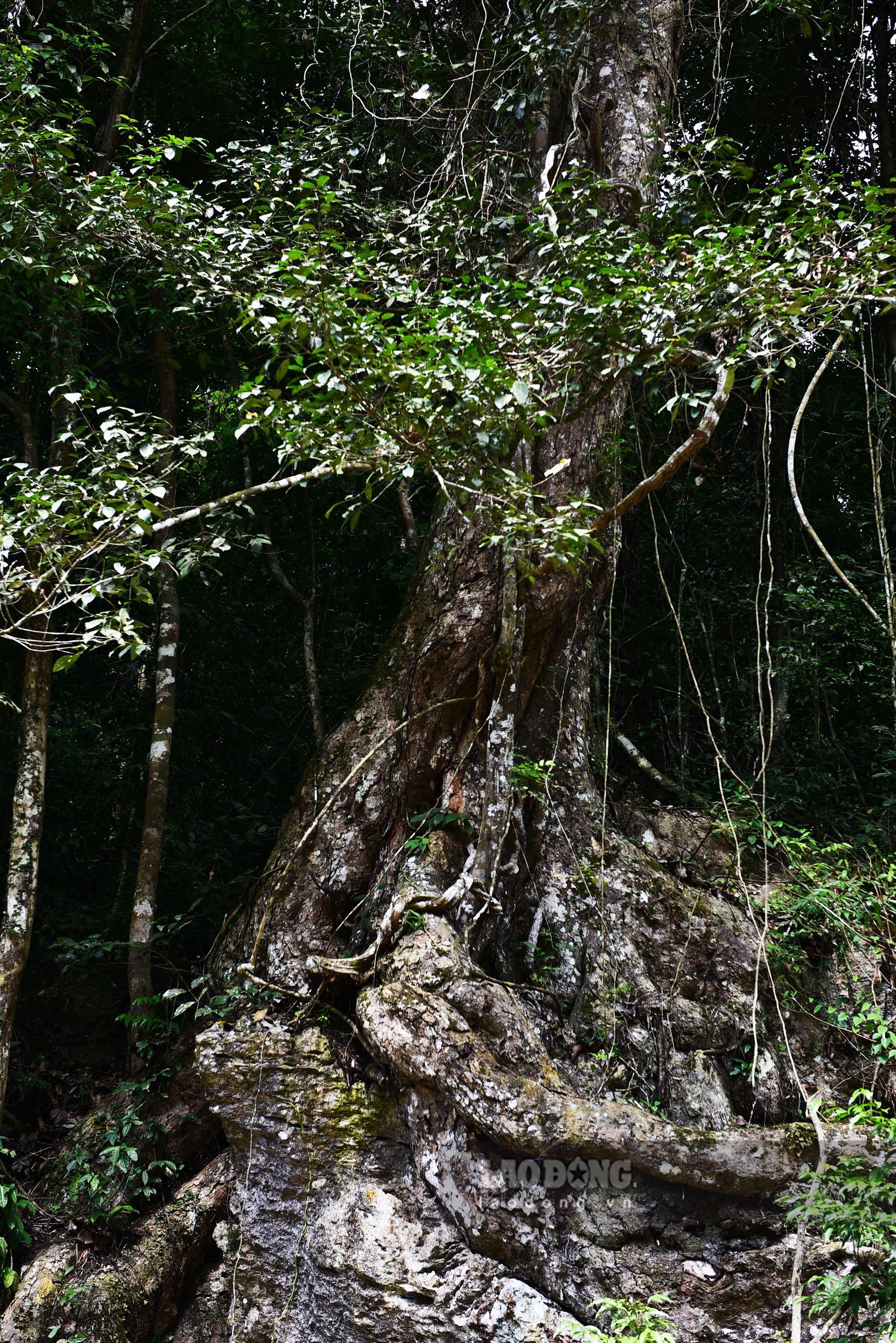 Do đặc thù của loài cây này chỉ sống trên tầng núi đá vôi nên đã tạo cho chúng những bộ rễ khủng bám chặt vào vách đá. Cây nghiến non bằng bắp đùi đã có mấy chục năm tuổi, vậy những cây đường kính 2 - 3 m, cao đến 30 - 35 m thì chắc chắn phải trên nghìn tuổi. Hiện chưa ai xác định chính xác tuổi của cây nghiến sống thọ được bao nhiêu năm.