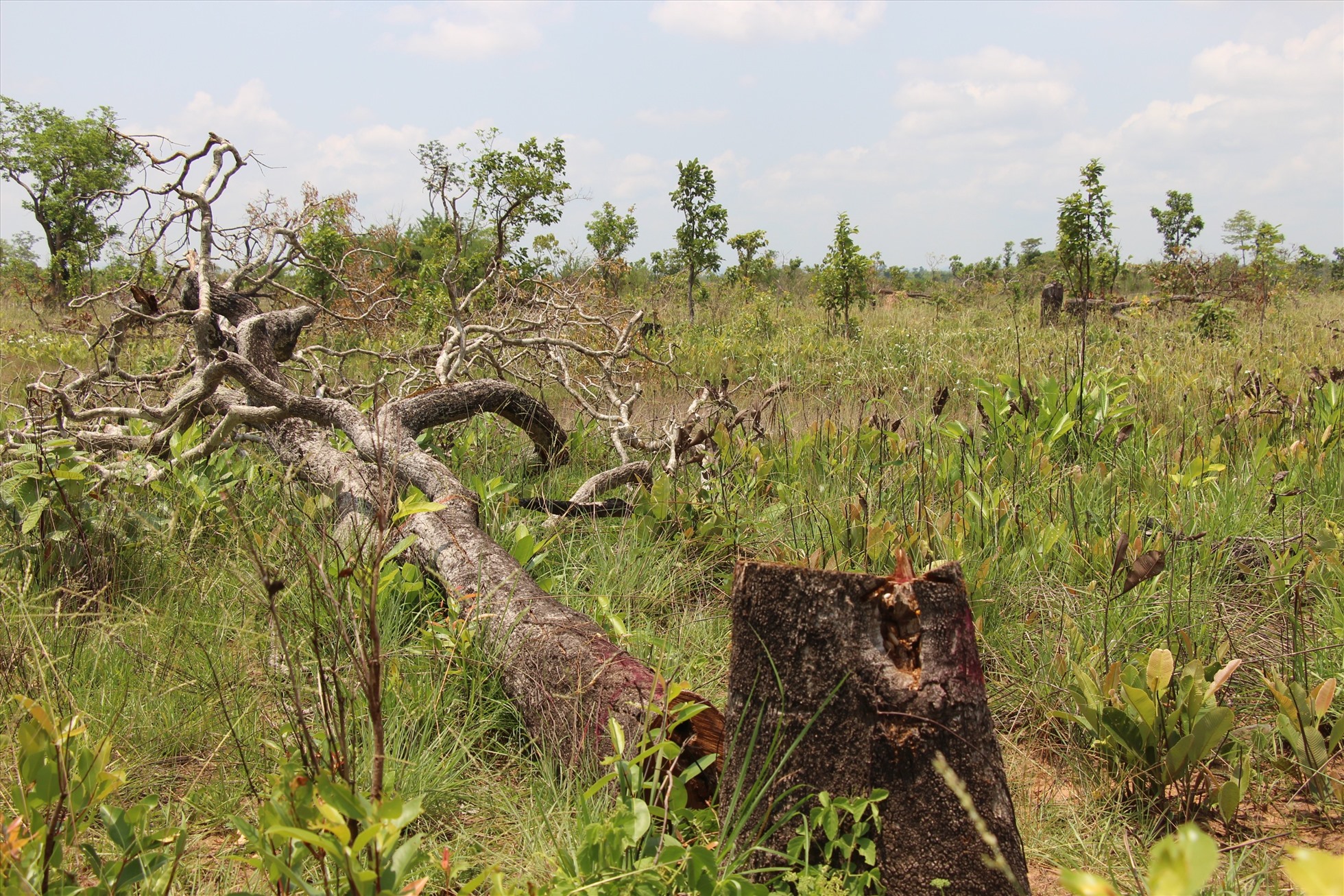 Một vụ việc phá rừng ở vùng biên giới Đắk Lắk. Ảnh: Minh Thông
