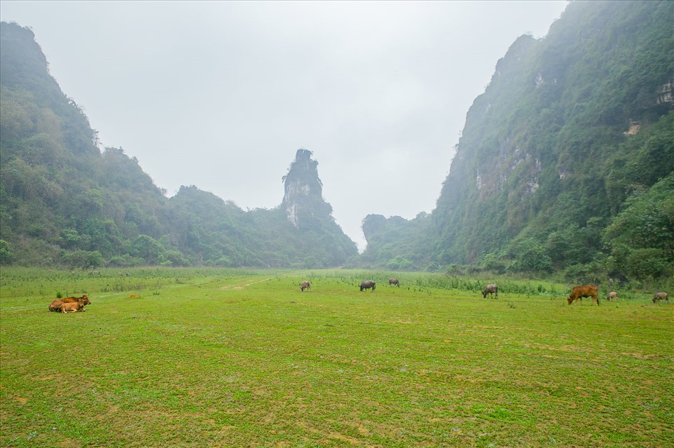 Vào Thung Trâu, du khách sẽ choáng ngợp bởi thung lũng rộng lớn, được bao quanh bởi núi non, trông như một lòng chào xanh mướt. Xa xa, đàn trâu nhẩn nha gặm cỏ vô cùng giản dị, bình yên. Ngoài chụp ảnh ở trong thung lũng, du khách có thể lội xuống dòng sông Bôi với mực nước chỉ đến đầu gối, tha hồ check-in, sống ảo.