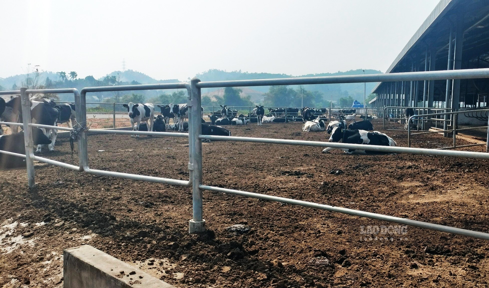 Chất thải của bò tại khu chăn nuôi có thể nhìn thấy rõ từ đường đi.