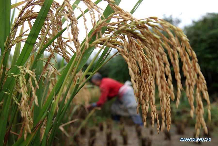 Nguồn cung gạo toàn cầu đang thiếu hụt trong năm nay, đưa giá cả lên cao. Ảnh: Xinhua