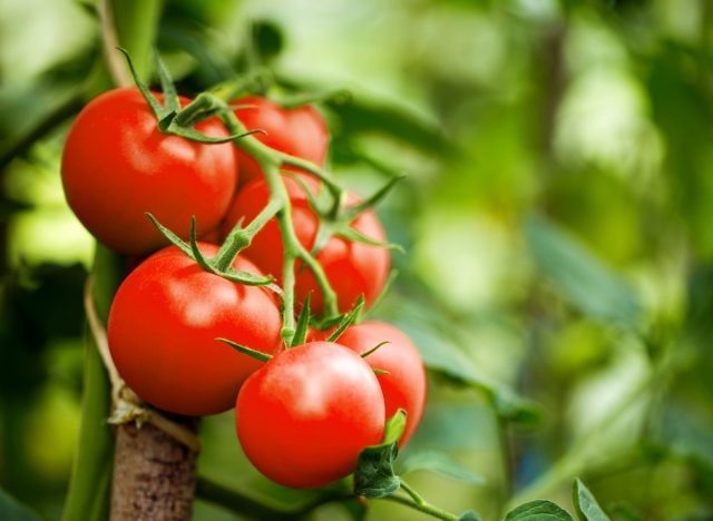 Cà chua có nhiều tác dụng tốt đối với sức khoẻ. Ảnh: Hạ Mây