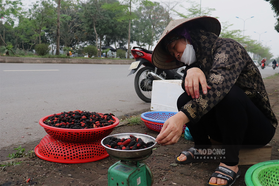 Dâu tằm được các thương lái thu mua ngay và vận chuyển vào các chợ ngoài trung tâm Hà Nội. Giá dâu bán lẻ tại các chợ trên địa bàn thủ đô dao động từ 25.000-50.000 đồng/kg.
