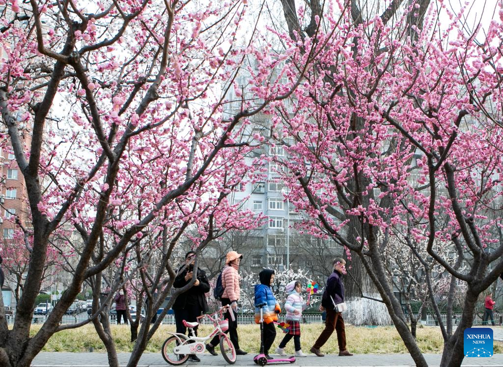 Người dân ngắm hoa nở trong công viên ở Bắc Kinh, Trung Quốc. Ảnh: Xinhua