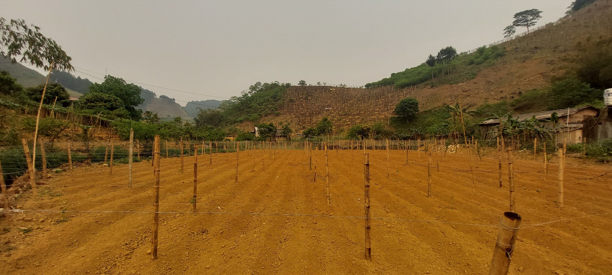 Nhiều diện tích đất nông nghiệp của huyện Vân Hồ vẫn chưa thể xuống giống do thiếu nước tưới.