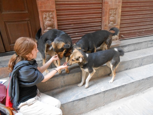 Những chú chó thân thiện ở Kathmandu. Ảnh: Our Hen House