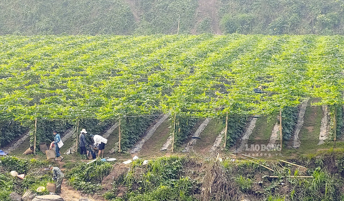 Vì vậy, trồng bí xanh được cho là mô hình mới nhất trong số các mô hình kinh tế giúp hàng trăm hộ dân xã biên giới Chà Nưa, huyện Nậm Pồ thoát nghèo, nâng cao mức sống.