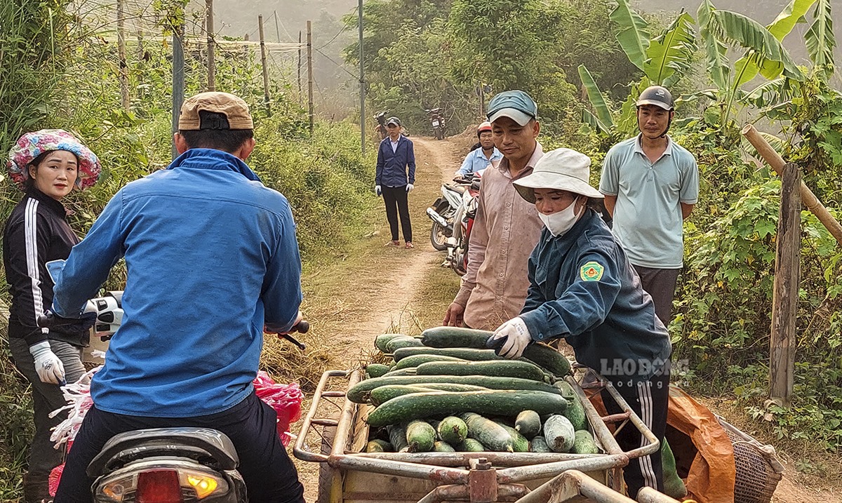 Theo ông Khoàng Văn Van - Bí thư Đảng ủy xã Chà Nưa, huyện Nậm Pồ, mẻ thu hoạch bí xanh đầu tiên có giá trị gần bằng 2 vụ lúa trên cùng 1 diện tích.