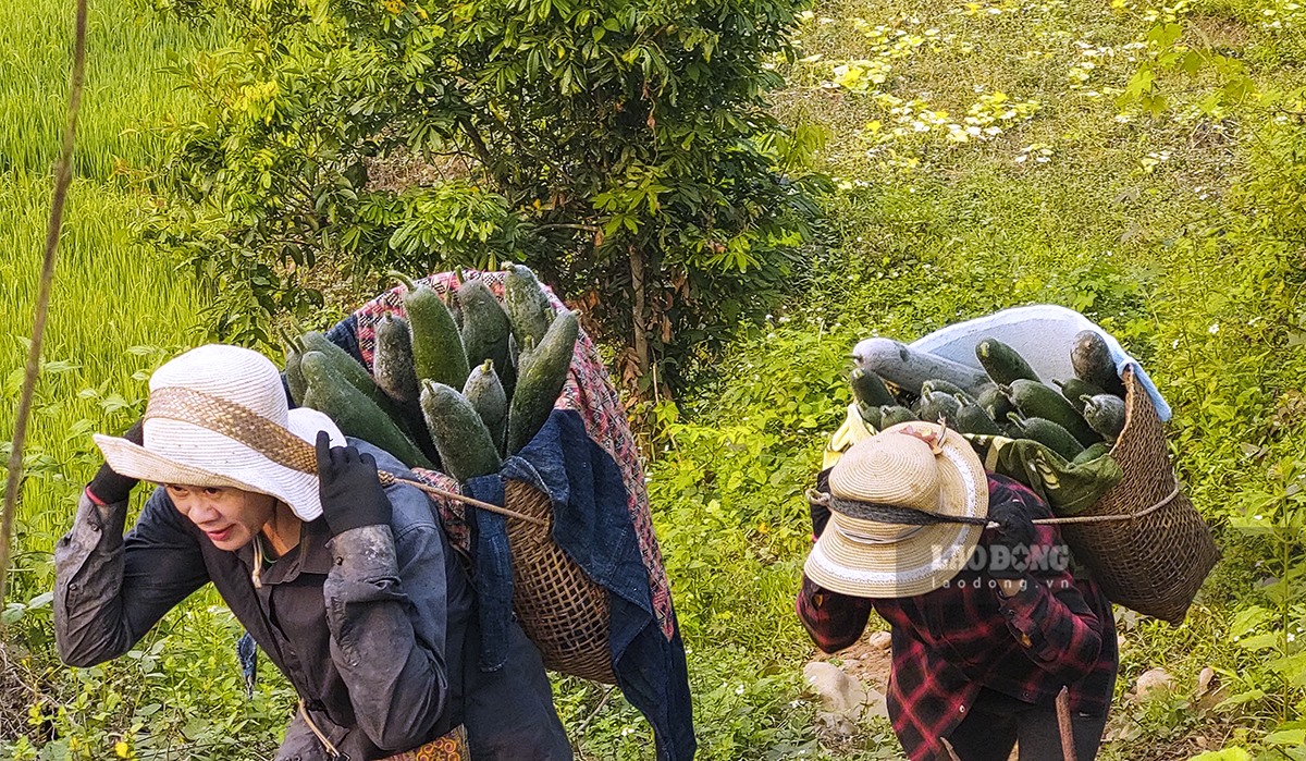 “Trồng bí xanh là mô hình được đánh giá là hiệu quả, năng suất, tạo công ăn việc làm liên tục giúp người dân nâng cao thu nhập. Có thể nói, mô hình trồng bí xanh đang hứa hẹn sẽ giúp người dân vùng cao không còn “bí” trong những ngày giáp hạt và sẽ cho thu nhập ổn định“.