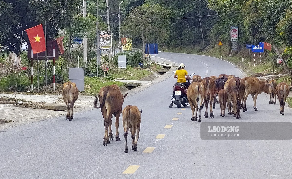 Trao đổi về vấn đề này, đại diện lãnh đạo Sở Giao thông - Vân tải Điện Biên - nơi có khá nhiều trâu bò xuất hiện trên đường - cho biết: “Chúng tôi đã nhiều lần có văn bản giừi các địa phương để triển khai các giải pháp đảm bảo an toàn giao thông. Trong đó có việc thả rông gia xúc và lấn chiếm lòng đường làm sân phơi nông sản. Tuy nhiên, để giải quyết dứt điểm vấn đề này là rất khó“.