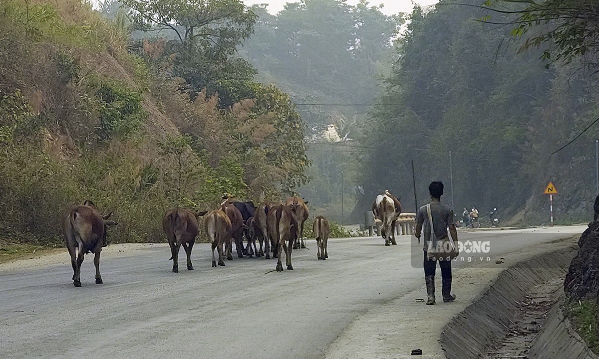 Theo vị lãnh đạo này, việc chăn thả trâu bò của người dân có thể không diễn ra ở gần đường nhưng khi đàn gia xúc di chuyển từ nơi chăn thả về chuồng trại và ngược lại sẽ gây mất an toàn giao thông.