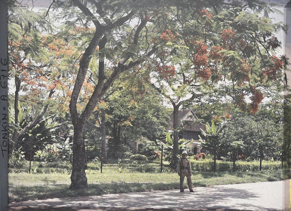 Hàng cây phượng vĩ trên đại lộ General Bichot (nay là phố Cửa Đông). Ảnh: Chi Trần.