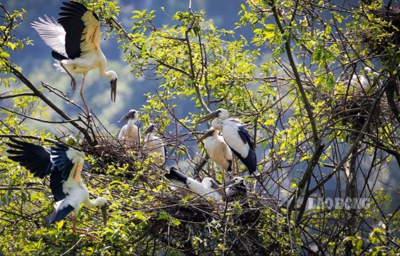 Các loài chim tụ hội về “đảo cò” trong Khu du lịch sinh thái Vườn chim Thung Nham tại xã Ninh Hải, huyện Hoa Lư, Ninh Bình. Ảnh: Trường Huy