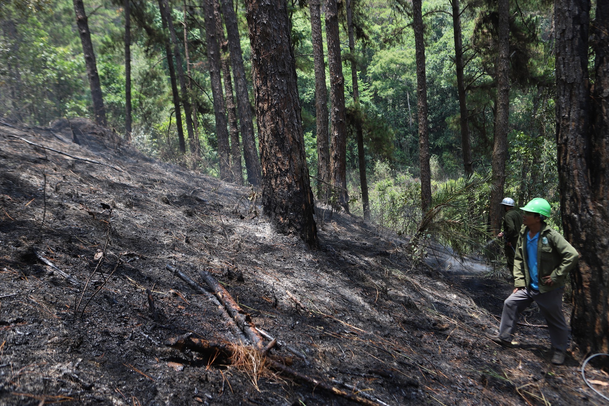 Khoảng 150 người được huy động dập lửa, cứu rừng thông ở Đà Lạt. Ảnh: Hữu Long