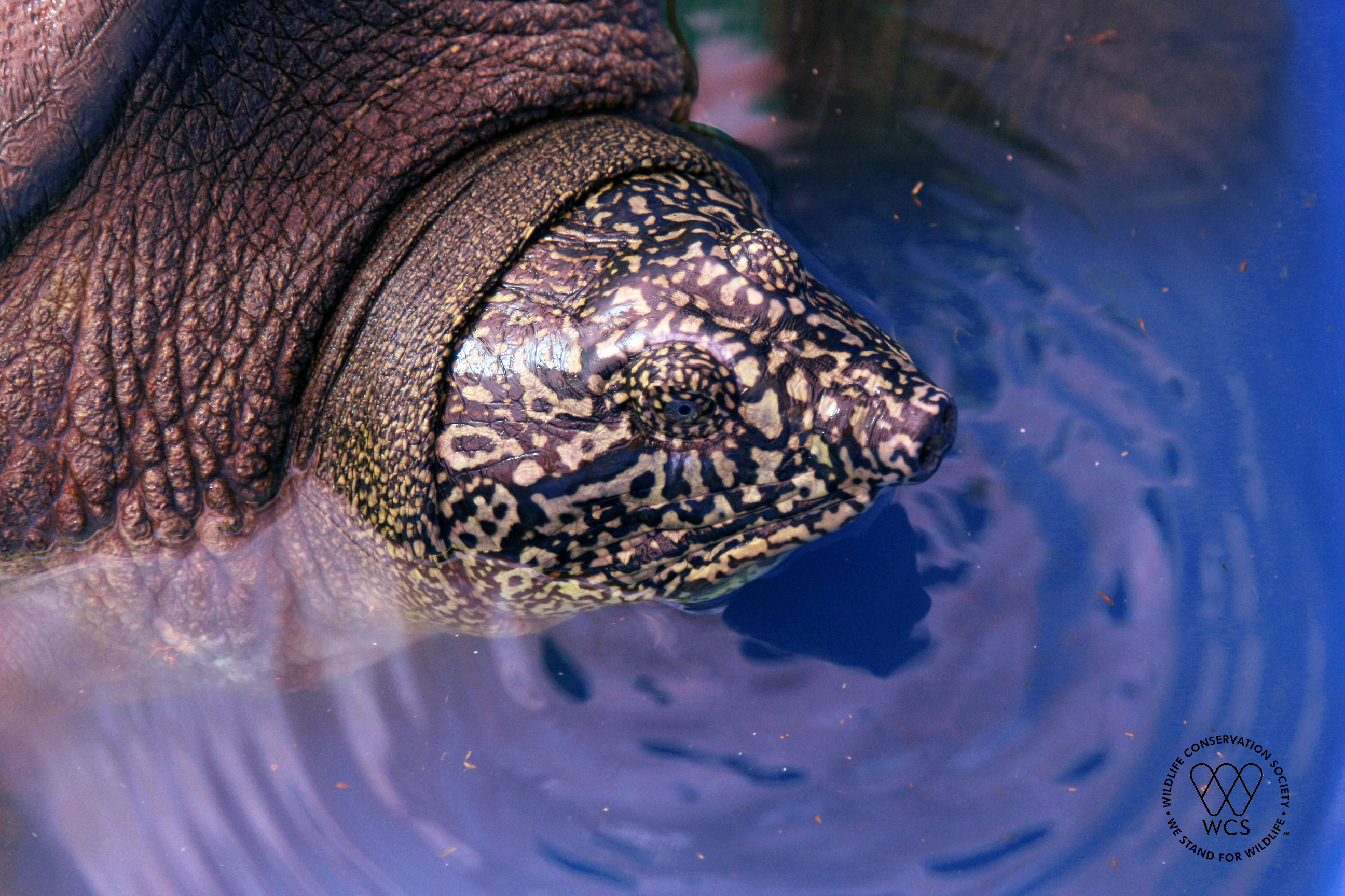 Cận cảnh đầu và vân của rùa Hoàn Kiếm. Nguồn ảnh: WCS Việt Nam