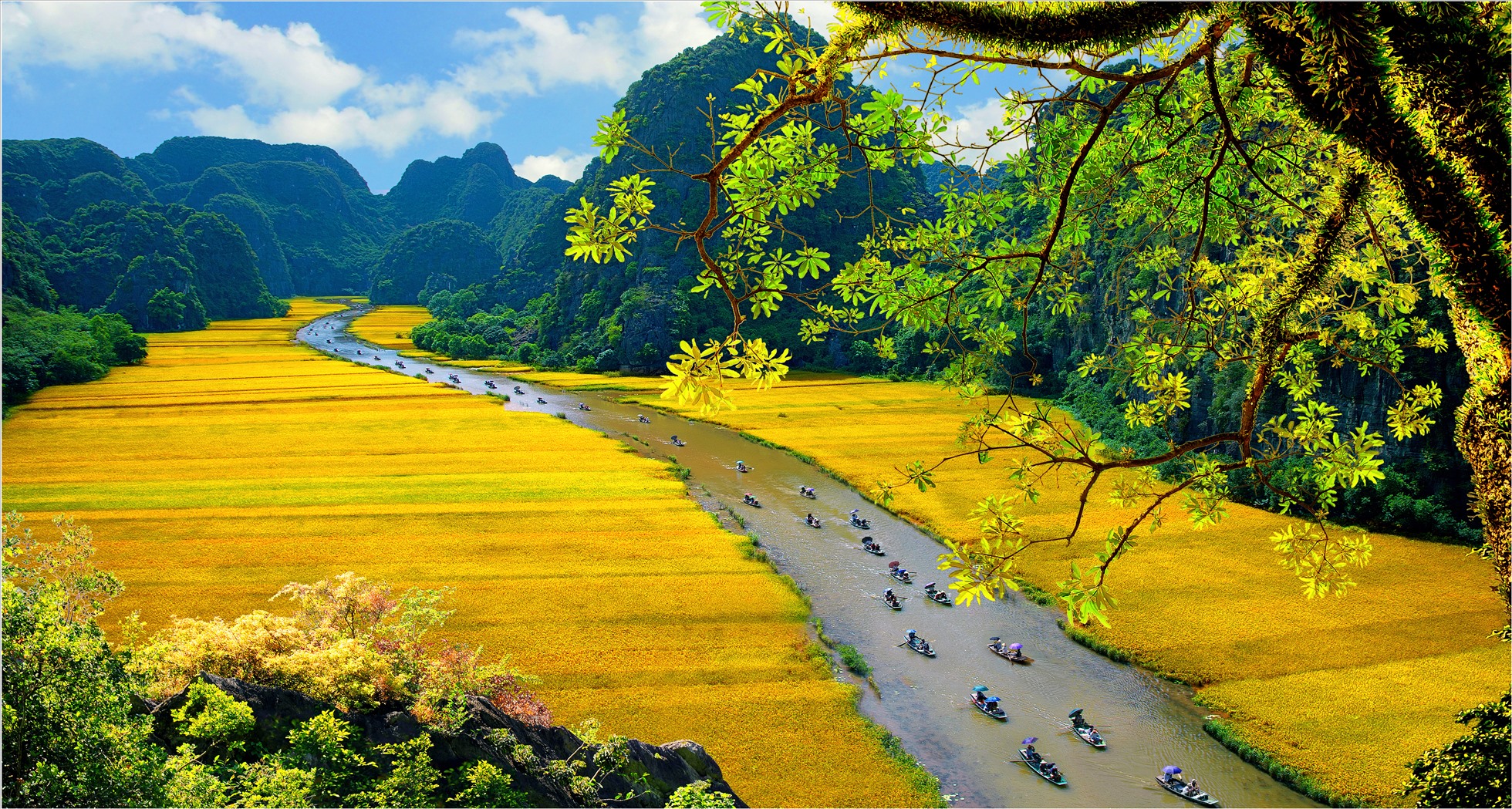 Cánh đồng lúa chín vàng tại Khu du lịch Tam Cốc - Bích Động. Ảnh: Ninh Mạnh Thắng