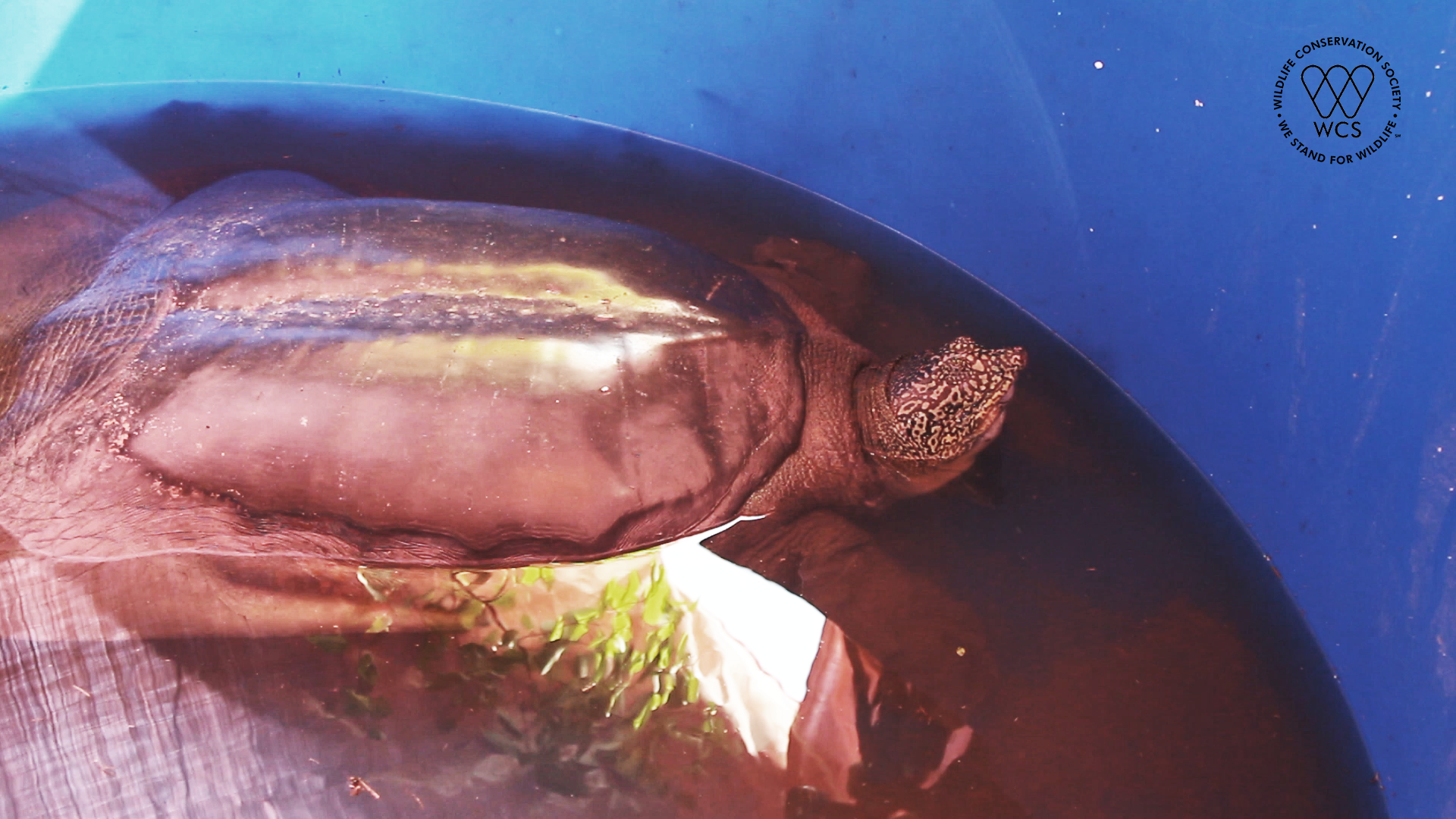 Cá thể rùa Hoàn Kiếm ghi nhận được tại hồ Đồng Mô.  Nguồn ảnh: WCS Việt Nam