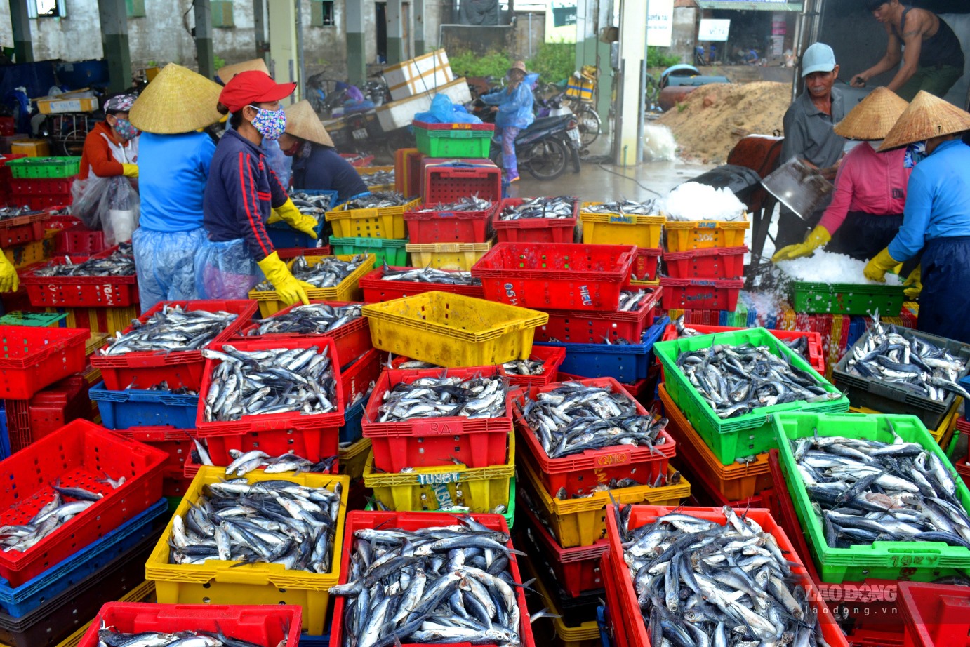 Giá cá chuồn tăng kỷ lục, nhiều tàu đánh bắt cá chuồn ở Quảng Ngãi thu lãi cao sau mỗi chuyến ra khơi. Ảnh: Ngọc Viên
