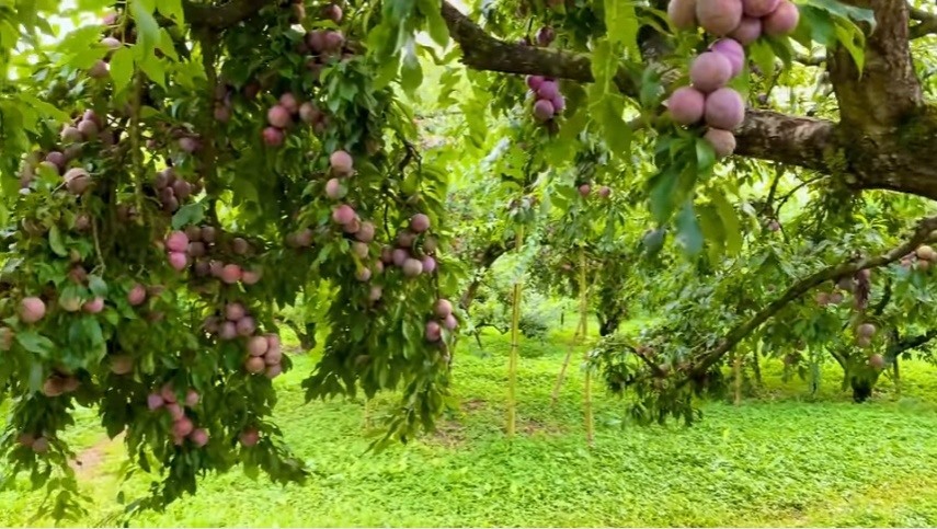 Thung lũng Nà Ka mùa mận chín. Ảnh: Tuấn Thiện.
