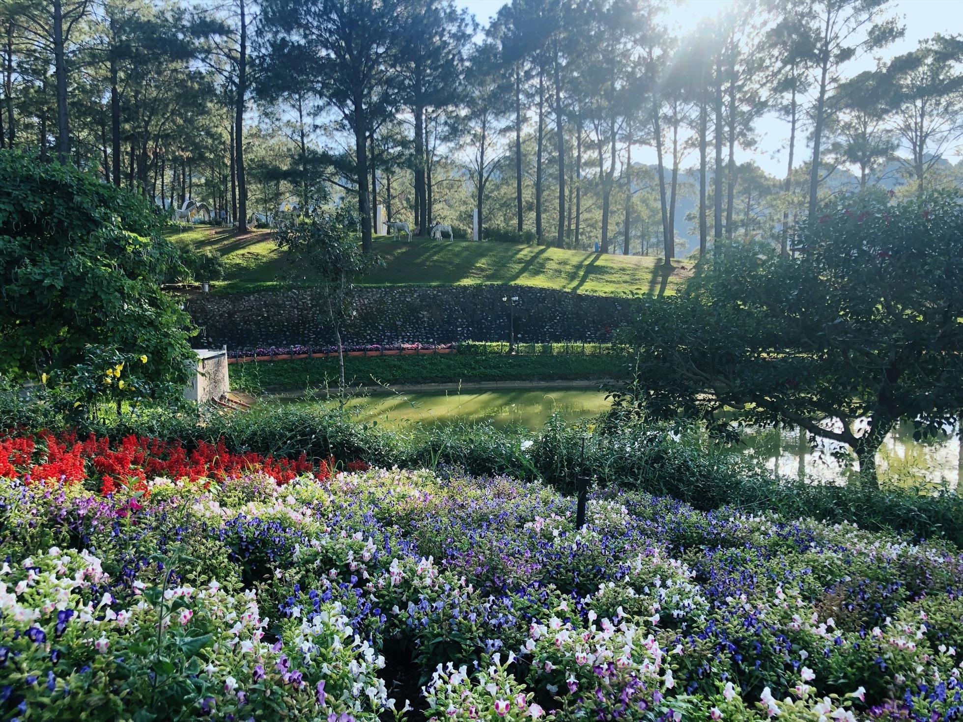 Rừng thông bản Áng trong nắng chiều. Ảnh: Phoenix Mộc Châu Resort - Rừng Thông Bản Áng.