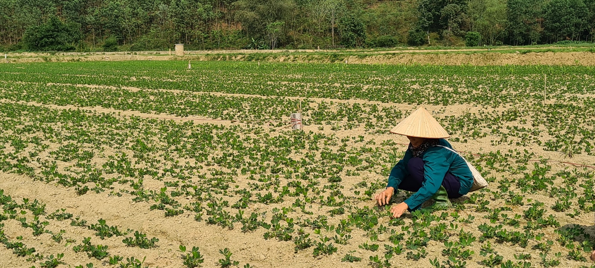 Việt Nam thể hiện vai trò là nhà cung cấp lương thực thực phẩm minh bạch, trách nhiệm, bền vững. Ảnh: Vũ Long