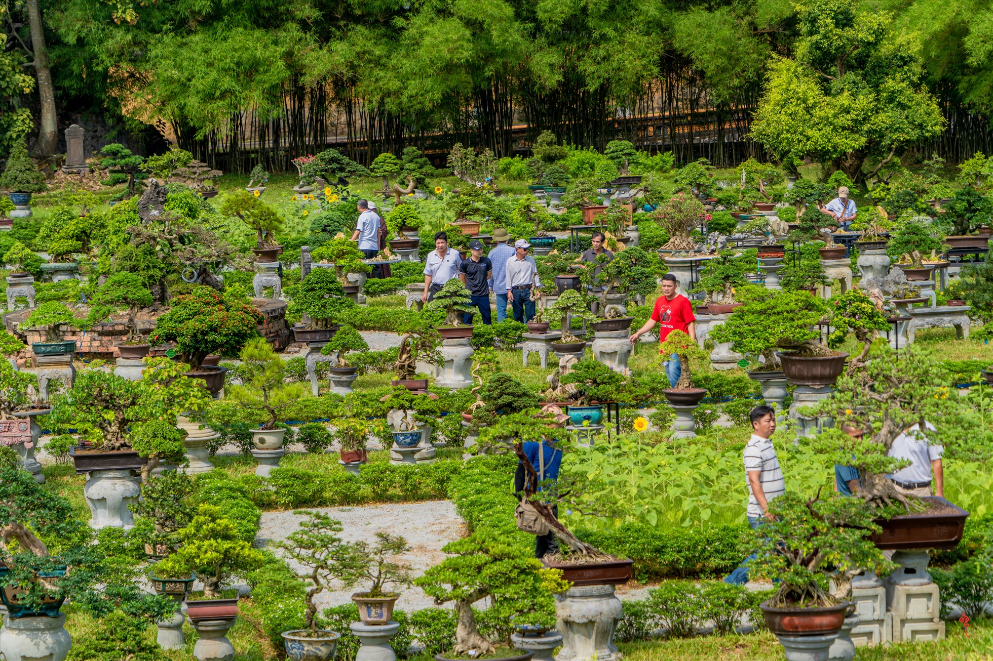 Triển lãm có quy mô lớn nhất từ trước đến nay và có nhiều hoạt động thu hút được sự quan tâm và tham gia của rất nhiều Hội Hoa lan, Câu lạc bộ Cây kiểng, Câu lạc bộ đá cảnh đến từ nhiều địa phương ở cả 3 miền của đất nước.