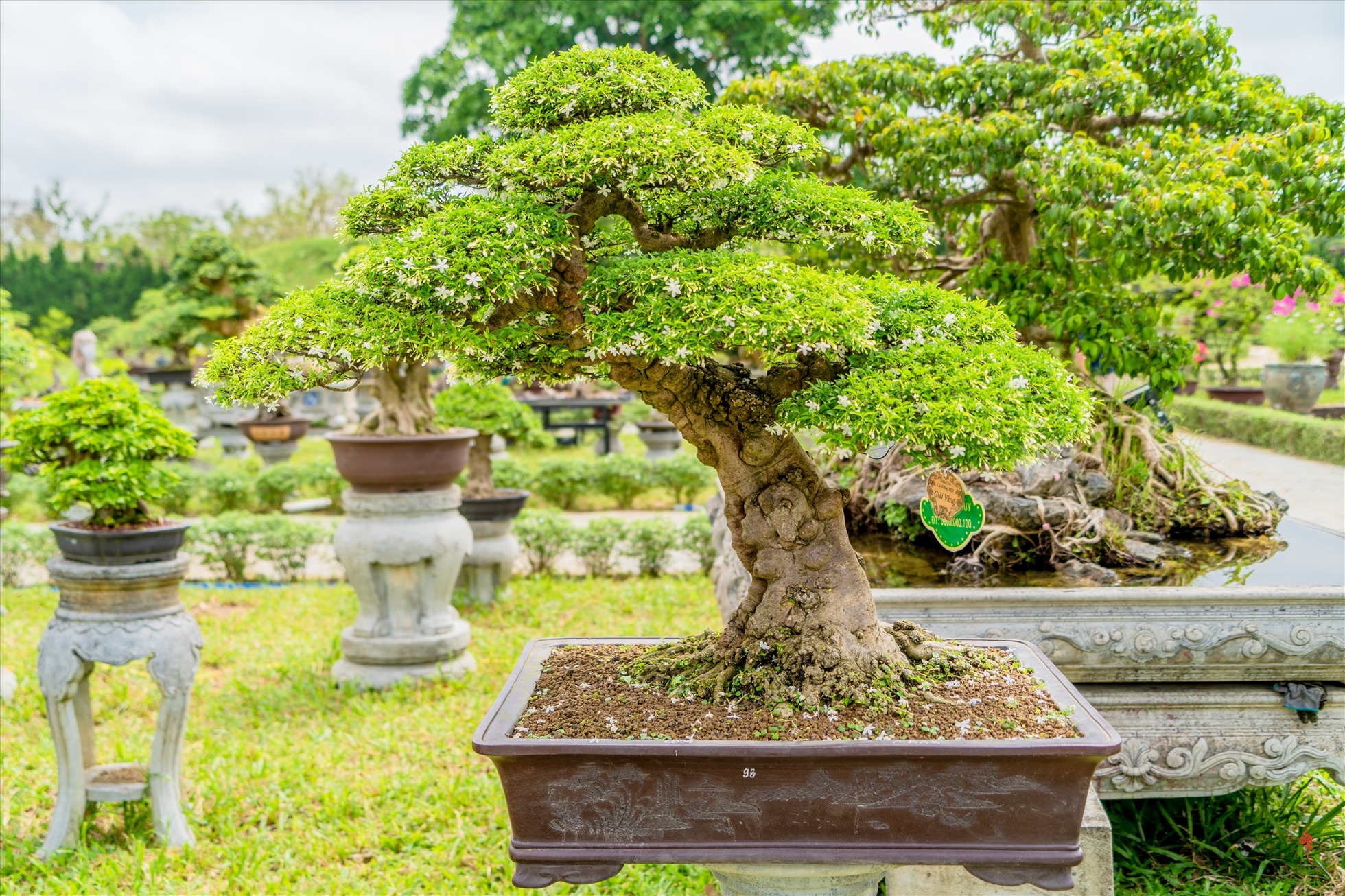Những cây kiểng, giò phong lan đẹp.