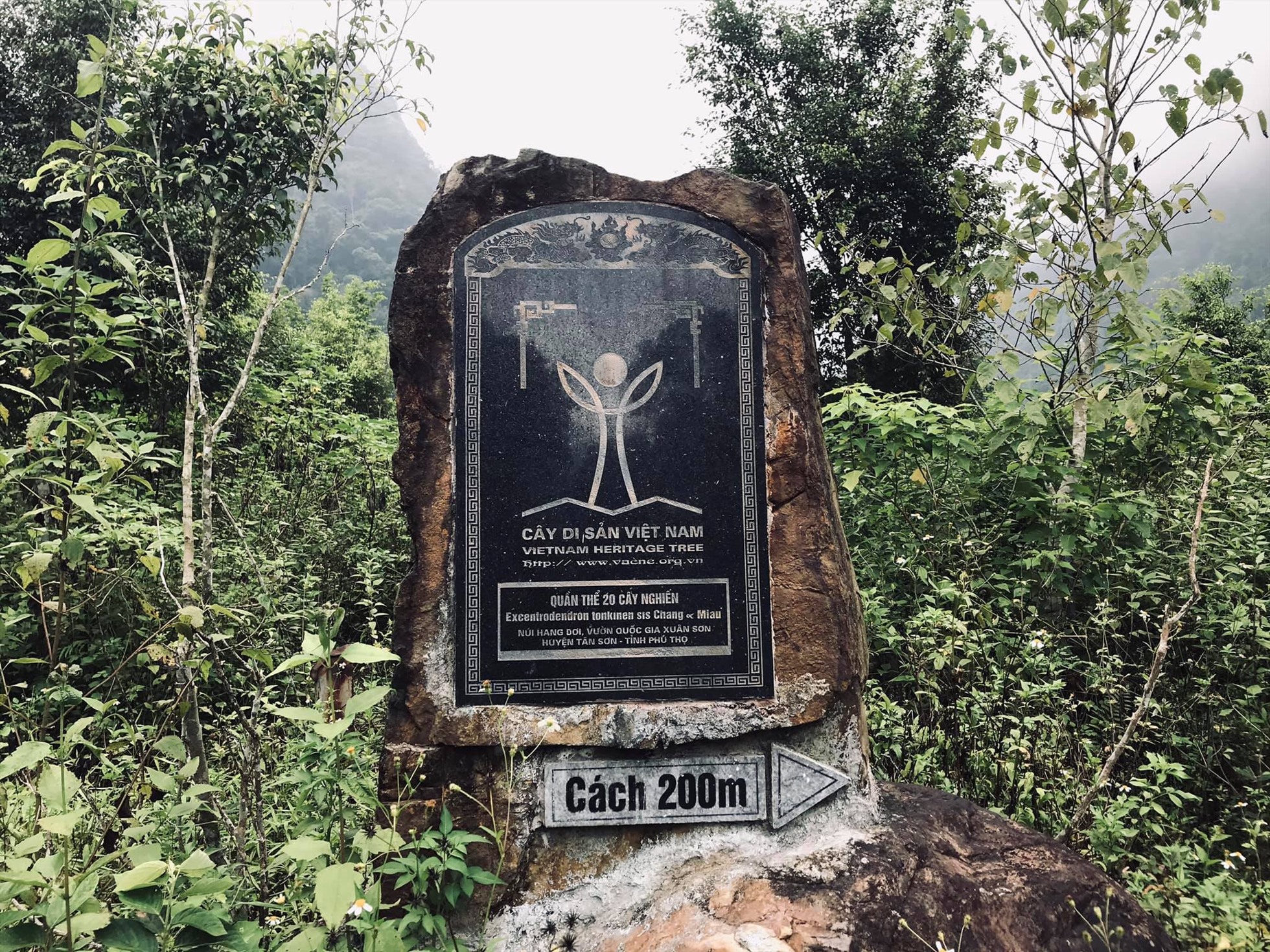 Quần thể 20 cây nghiến được coi là điểm đặc trưng riêng của vườn quốc gia này.