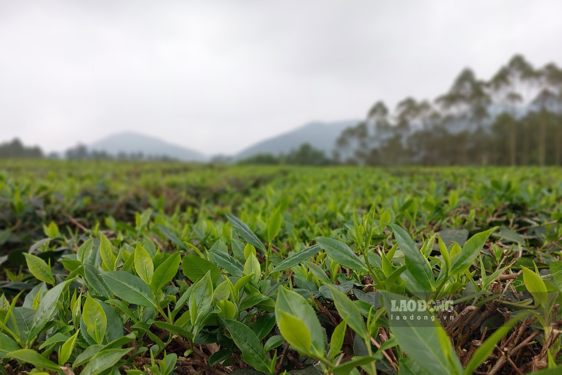 Những búp chè xanh non trở thành đặc sản của Phú Thọ. Ảnh: Tô Công.