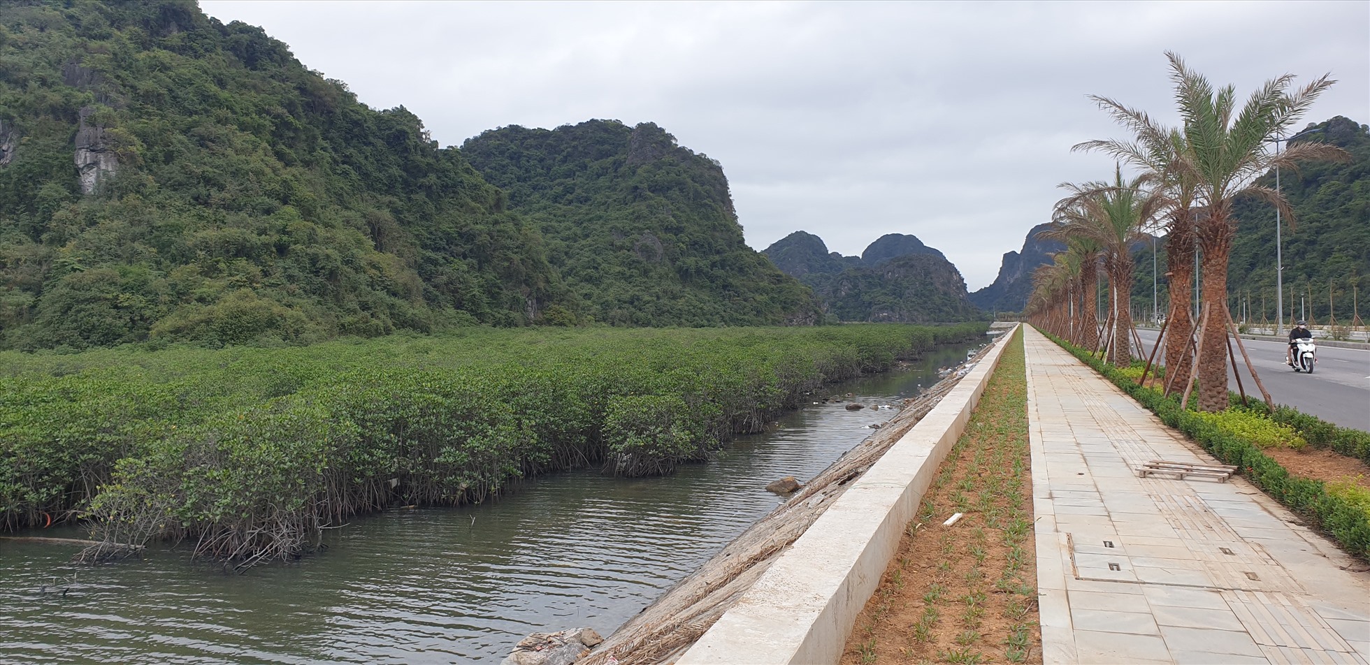 Một khu rừng ngập mặn bên đường ven biển Hạ Long - Cẩm Phả. Ảnh: Nguyễn Hùng