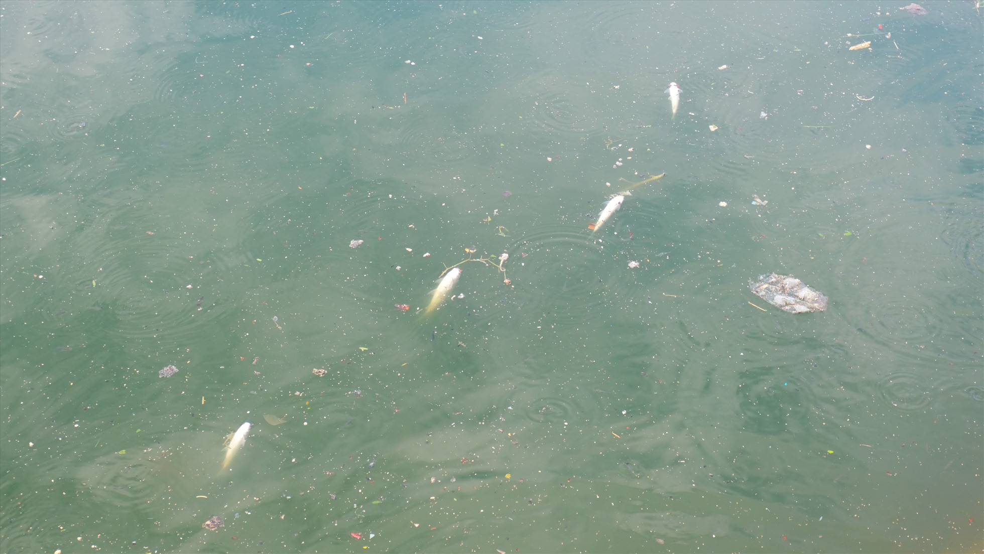 Loạt cá chết nổi lềnh bềnh trên mặt nước