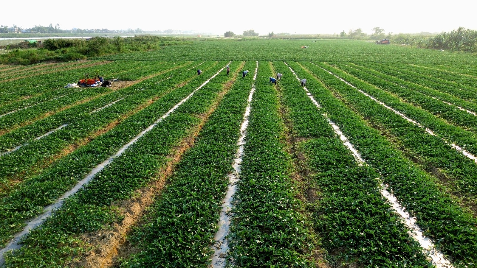 Trung bình mỗi năm nông dân Quảng Ngãi trồng khoảng 700ha dưa hấu. Ảnh: Ngọc Viên