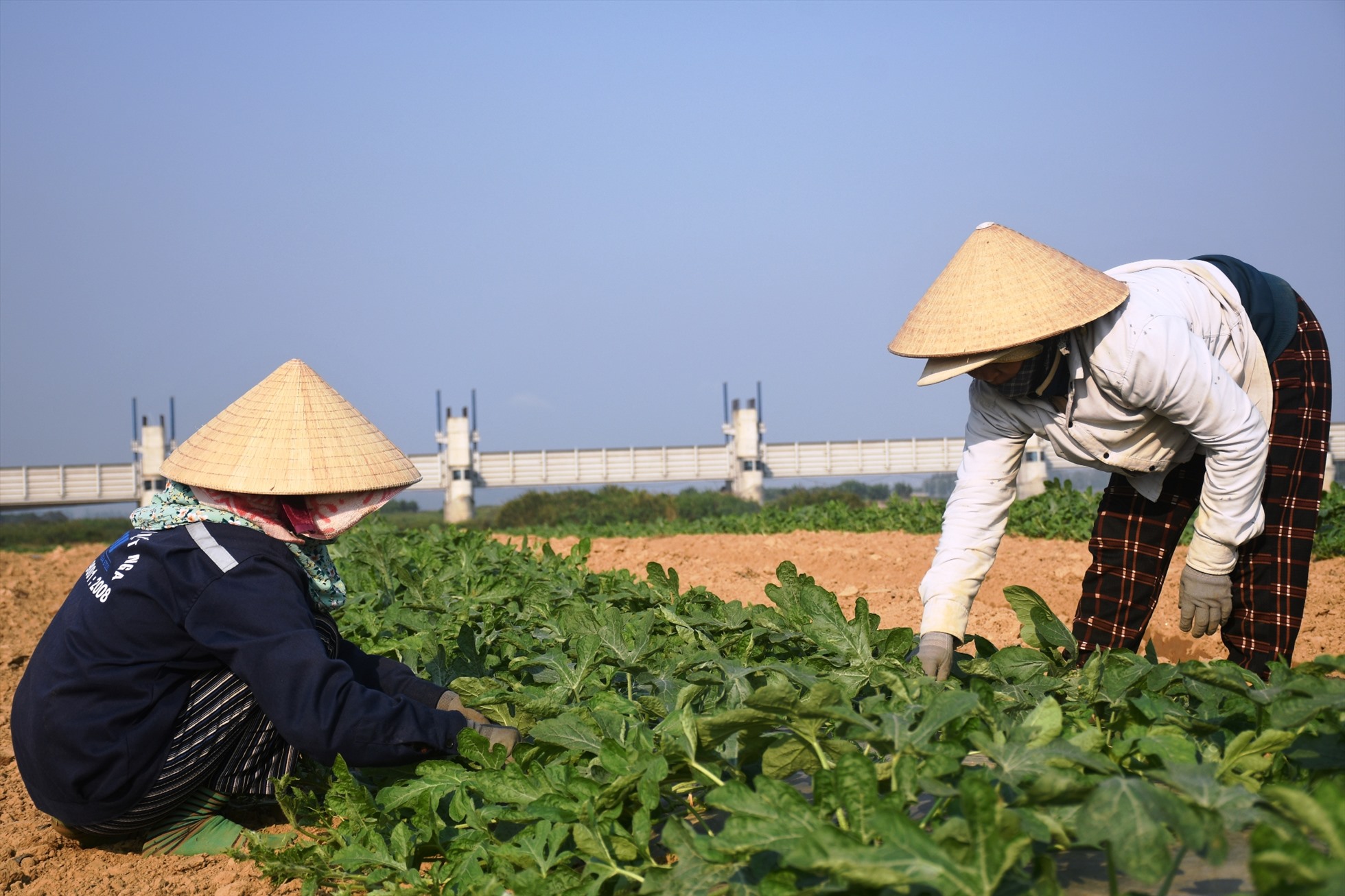 Nghề trồng dưa được ví như “đánh bạc” vì đầu ra bấp bênh, phụ thuộc rất lớn vào thị trường Trung Quốc vốn tiềm ẩn nhiều rủi ro. Ảnh: Ngọc Viên