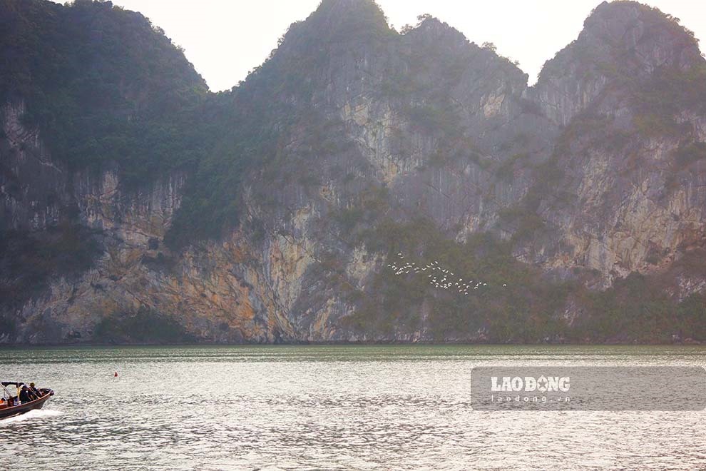Trong dịp 30.4-1.5, tại ven bờ vịnh Hạ Long xuất hiện nhiều đàn cò trắng bay lượn là là sát mặt nước