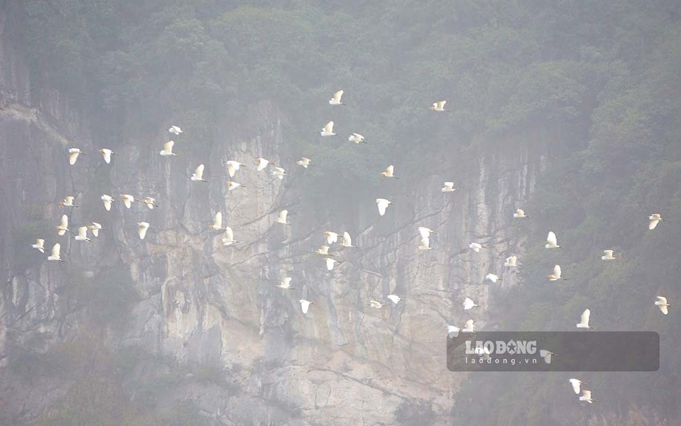 Đàn có số lượng trên 30 con bay sát vách núi đá vôi tìm kiếm thức ăn.