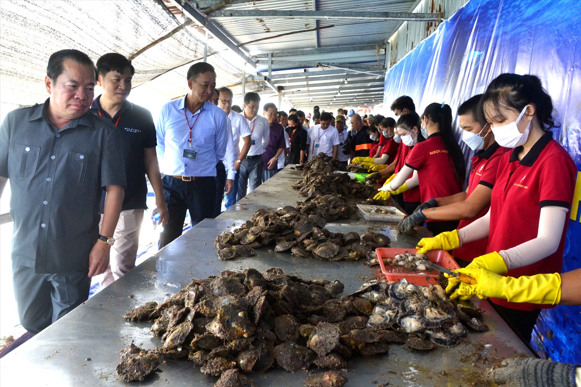 Việc khai thác trai ở Ngọc trai Ngọc Hiền được cơ quan chức năng giám sát chặt chẽ theo quy trình. Ảnh: Lục Tùng