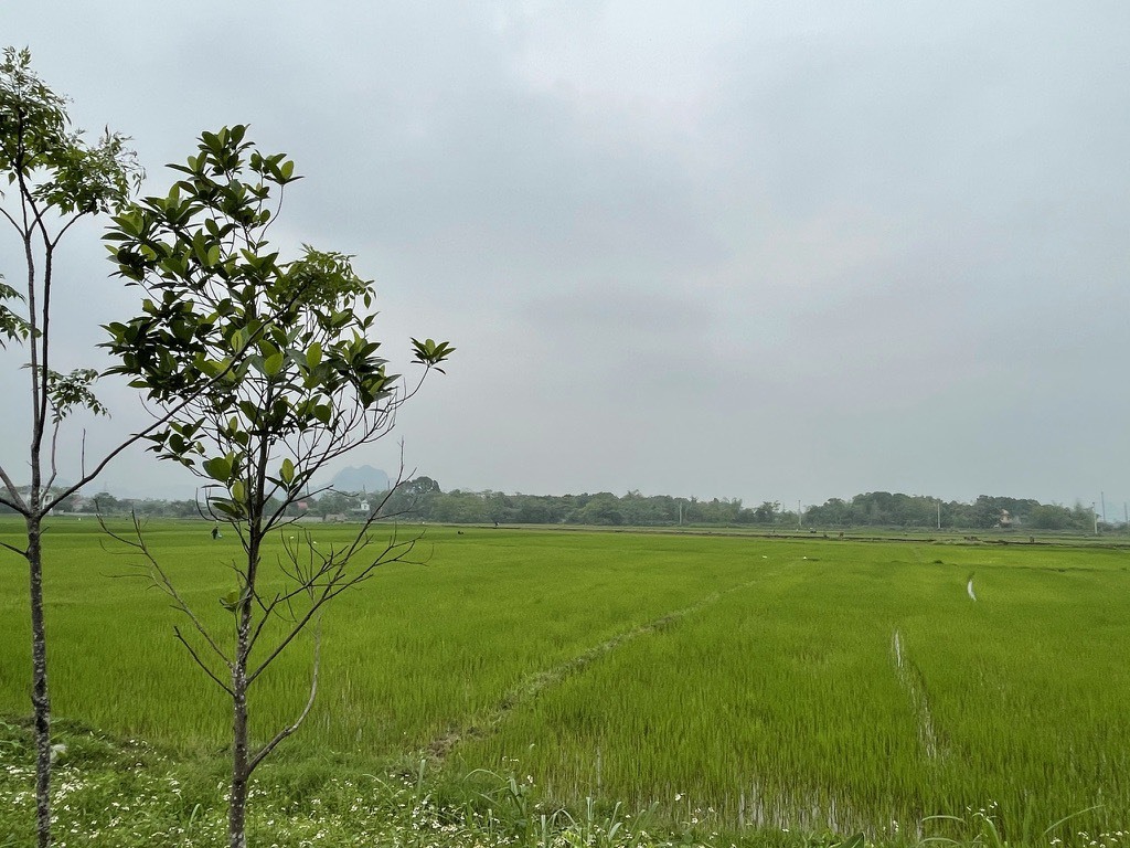 Một phần diện tích của Dự án khu nhà ở Bình Minh người dân vẫn đang sử dụng để cấy lúa. Ảnh: Diệu Anh