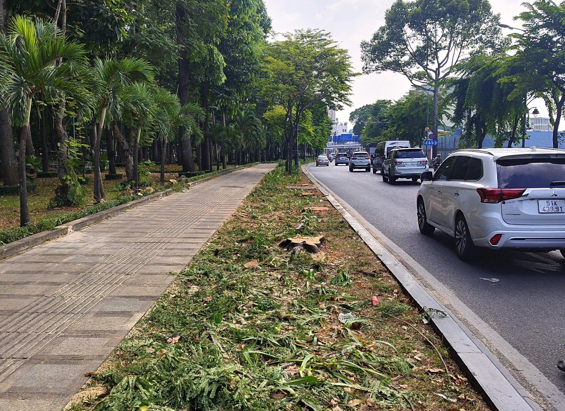 Một số cây xanh bị đốn hạ trên đường Trần Quốc Hoàn.  Ảnh: Minh Quân