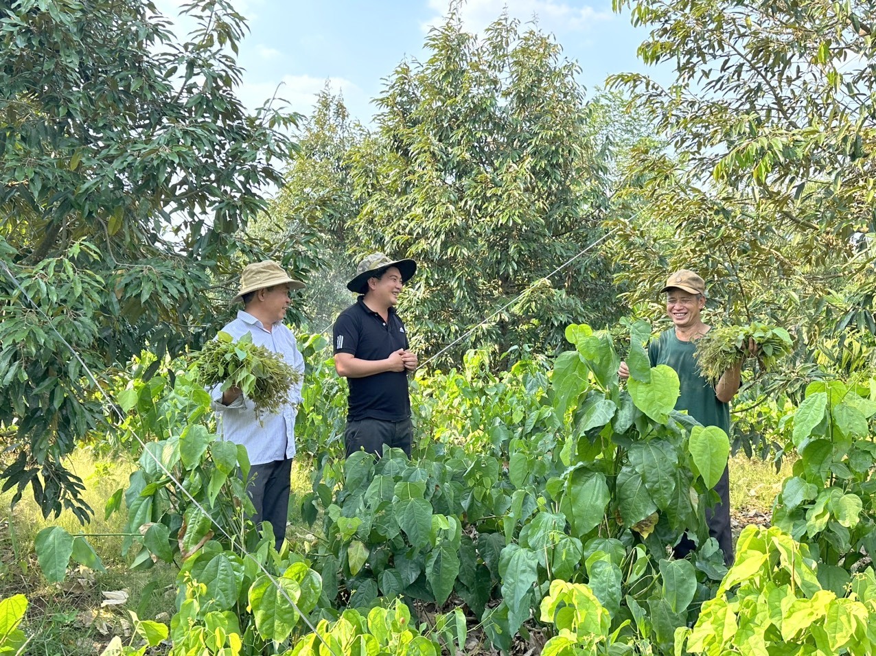 Hiện nhiều bà con đồng bào dân tộc thiểu số ở xã Ea Knuếc đã có nguồn thu nhập ổn đình từ cây bò khai. Ảnh: Phan Tuấn