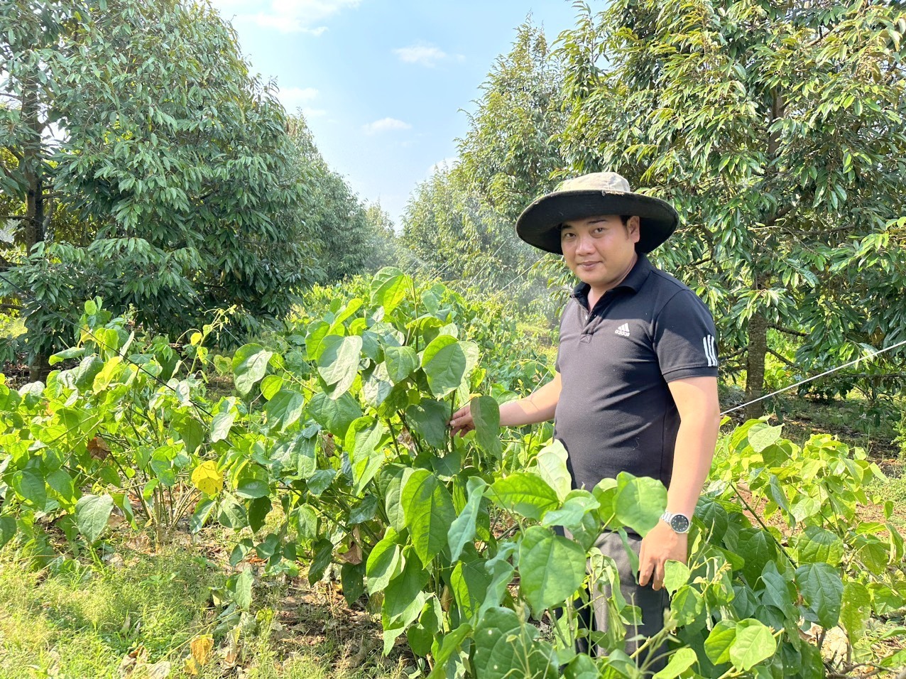 Anh Hoàng Văn Hiệu là người đầu tiên mang cây bò khai ở phía Bắc vào trồng ở Tây Nguyên. Ảnh: Phan Tuấn