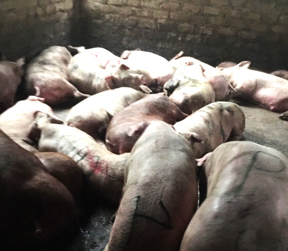 Khoảng 40 con lợn tại điểm giết mổ không phép chưa có hướng giải quyết. Ảnh: Đoàn Hưng